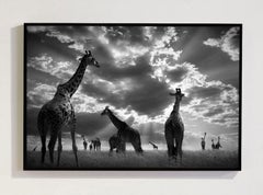 In The Herd Masai Mara Kenya, Africa series by Bjorn Persson Wildlife Photograph