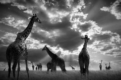 In The Herd Masai Mara Kenya, Africa series by Bjorn Persson Wildlife Photograph