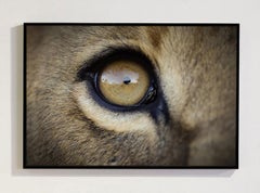 Inner Life, Africa series by Bjorn Persson Wildlife Photography