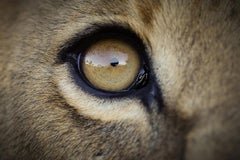 Inner Life, Africa series by Bjorn Persson Wildlife Photography
