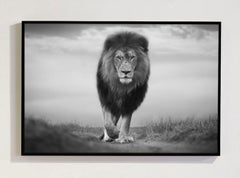Serie «Instinct, África» de Bjorn Persson, fotografía de fauna salvaje