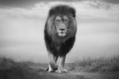 Instinct, Africa series by Bjorn Persson Wildlife Photography