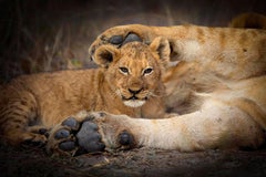 Into My Arms, Africa series by Bjorn Persson Wildlife Photography