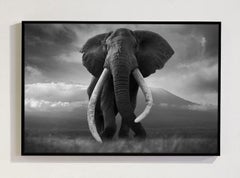 Invictus, Africa series by Bjorn Persson Wildlife Photography