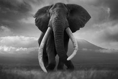 Invictus, Africa series by Bjorn Persson Wildlife Photography