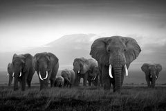 Serie „Kilimandscharo, Afrika“ von Björn Persson – Naturfotografie