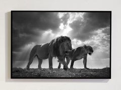 King And The Queen, Africa series by Bjorn Persson Wildlife Photography