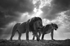 King And The Queen, Africa series by Bjorn Persson Wildlife Photography