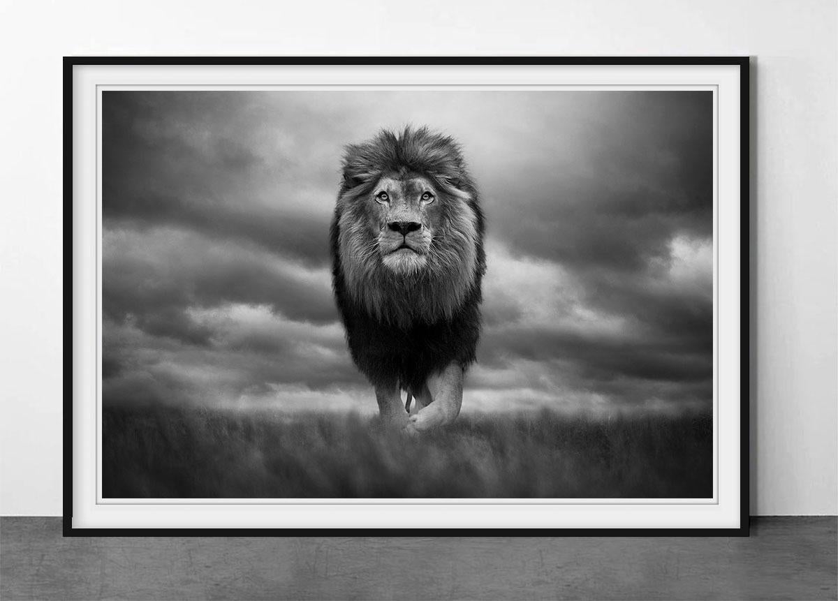 King of Kings - Photograph by Björn Persson