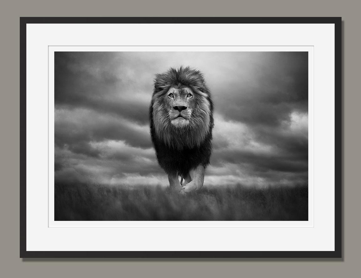King of Kings, Kruger National Park, South Africa, 2020 by Björn Persson For Sale 1