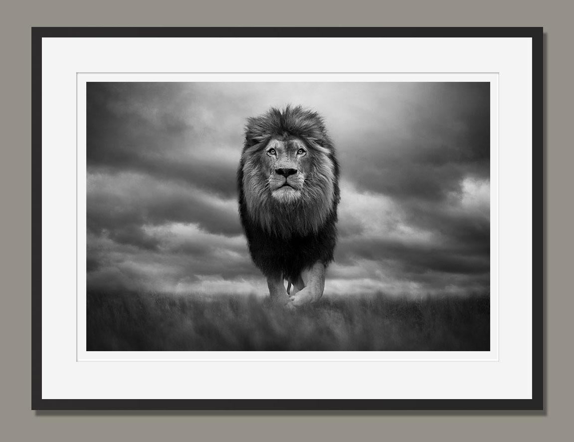 Il Re dei Re, Parco Nazionale Kruger, Sudafrica, 2020 di Björn Persson in vendita 1