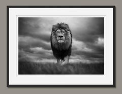 King of Kings, Kruger National Park, South Africa, 2020 by Björn Persson