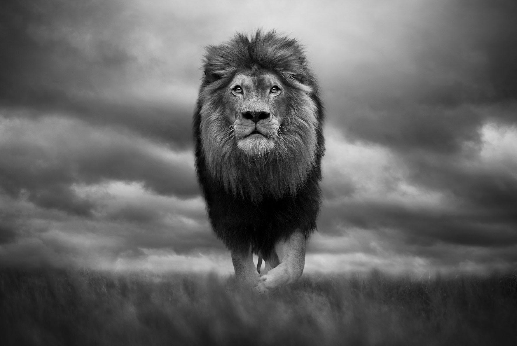 Roi des rois, parc national Kruger, Afrique du Sud, 2020 par Björn Persson
