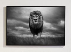King Of Kings Kruger National Park South Africa, Africa series by Bjorn Persson