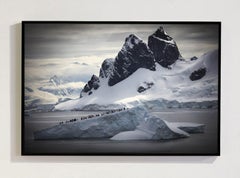 Land Of The Penguins, Africa series by Bjorn Persson Wildlife Photography