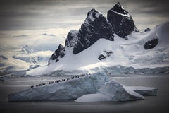 «La tierra de los pingüinos», serie sobre África de Bjorn Persson, fotografía de fauna salvaje