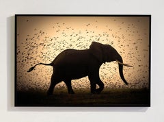 Serie "Life, Africa" di Bjorn Persson - Fotografia naturalistica