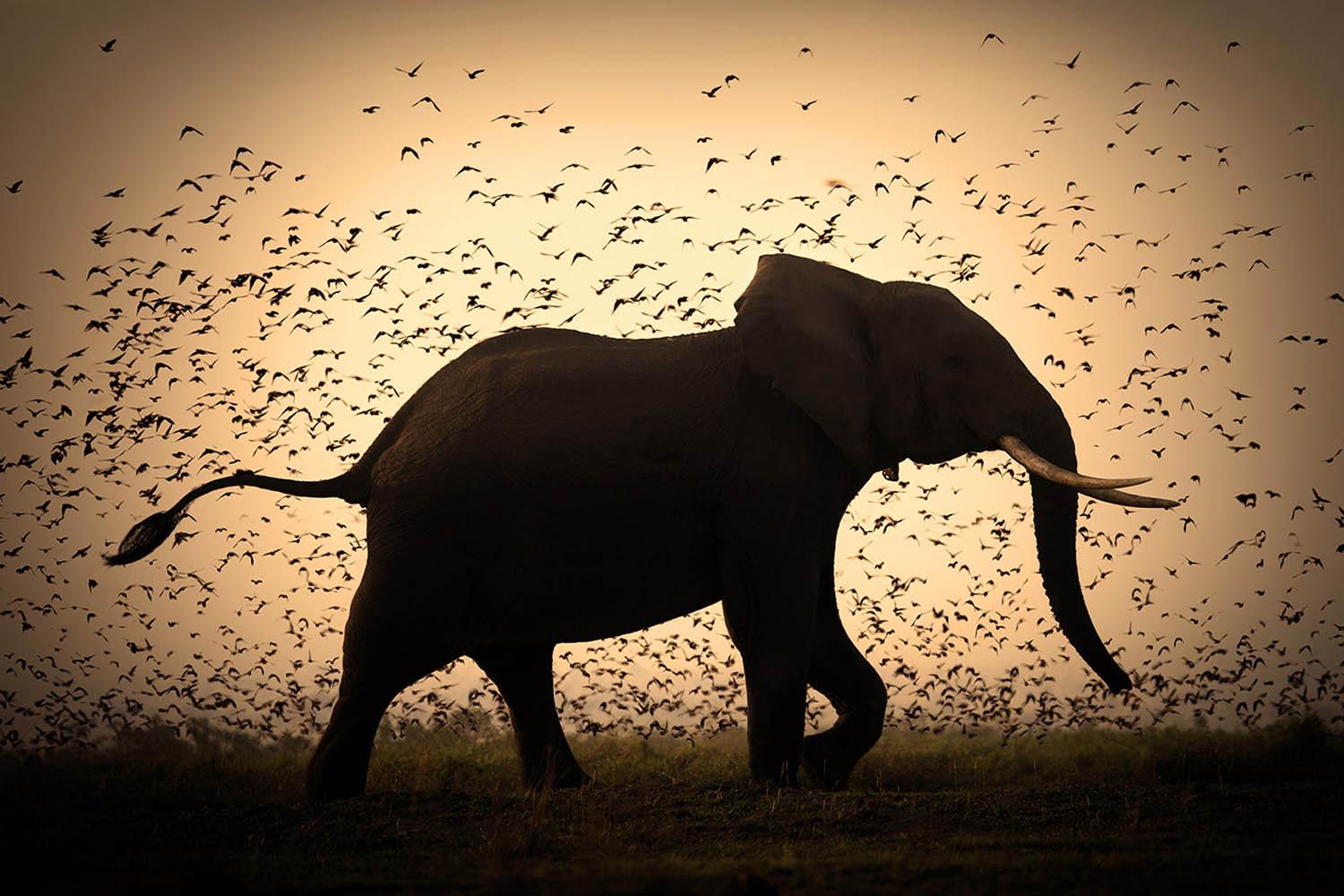 Life, Africa series by Bjorn Persson Wildlife Photography