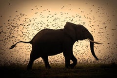 Life, Africa series by Bjorn Persson Wildlife Photography