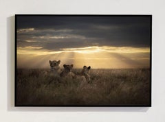 « Coucher de soleil sur une famille de lions », série « Afrique » de Bjorn Persson, photographie animalière
