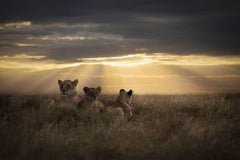« Coucher de soleil sur une famille de lions », série « Afrique » de Bjorn Persson, photographie animalière