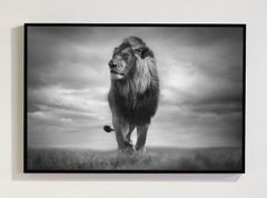 Série « Lion Heart, Africa » de Bjorn Persson, photographie animalière