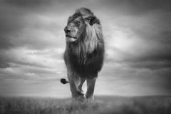 Série « Lion Heart, Africa » de Bjorn Persson, photographie animalière
