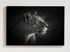 « Lion Queen », série sur l'Afrique par Bjorn Persson, photographie animalière