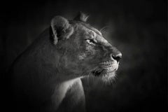 « Lion Queen », série sur l'Afrique par Bjorn Persson, photographie animalière