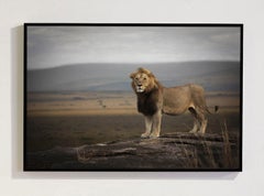 Série « Lion Rock, Afrique » de Bjorn Persson, photographie animalière
