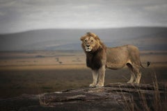 Série « Lion Rock, Afrique » de Bjorn Persson, photographie animalière