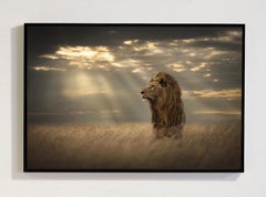 Lord Of The Land, Africa series by Bjorn Persson Wildlife Photography