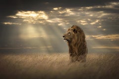 Lord Of The Land, Africa series by Bjorn Persson Wildlife Photography
