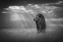 Lord Of The Land Masai Mara Kenya, Africa series by Bjorn Persson Wildlife