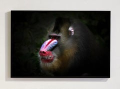 Serie «Mandrill, África», de Bjorn Persson, fotografía de fauna salvaje