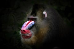 Serie «Mandrill, África», de Bjorn Persson, fotografía de fauna salvaje