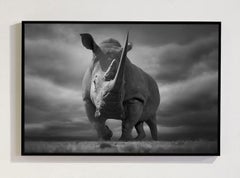 Mfalme, Africa series by Bjorn Persson Wildlife Photography