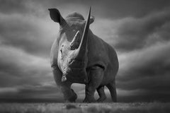 Mfalme, Africa series by Bjorn Persson Wildlife Photography