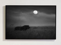 Moon Hunter, Africa series by Bjorn Persson Wildlife Photography