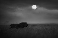 Moon Hunter, Africa series by Bjorn Persson Wildlife Photography
