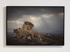 Mother, Africa series by Bjorn Persson Wildlife Photography