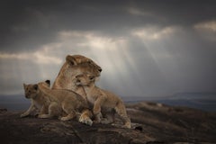 Mother, Africa series by Bjorn Persson Wildlife Photography