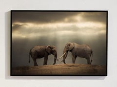 My Brother Keepers, Africa series by Bjorn Persson Wildlife Photography