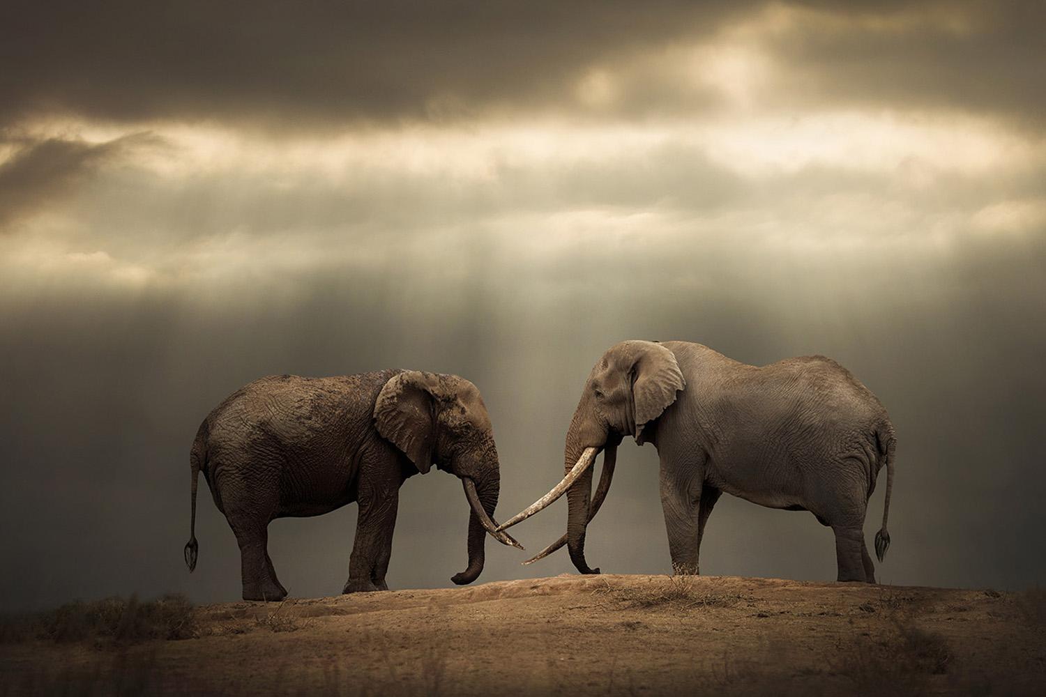 My Brother Keepers, Africa series by Bjorn Persson Wildlife Photography