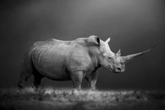 Natural Power, Africa series by Bjorn Persson Wildlife Photography