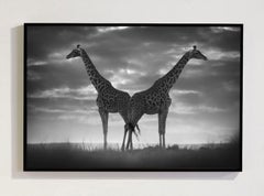 Never Alone, Africa series by Bjorn Persson Wildlife Photography