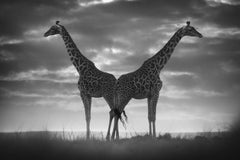 Never Alone, Africa series by Bjorn Persson Wildlife Photography