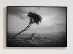 Nirvana, Africa series by Bjorn Persson Wildlife Photography