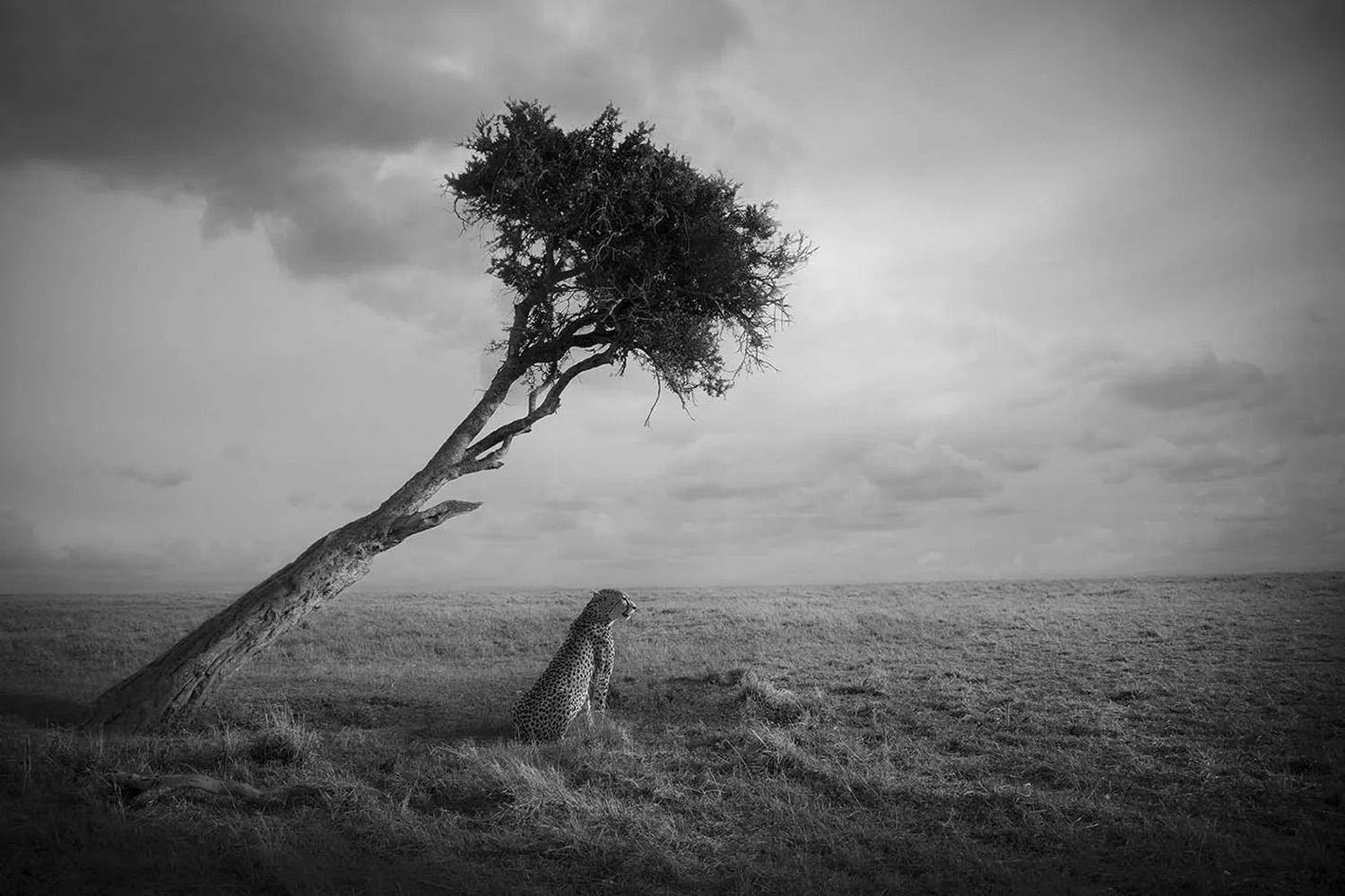 Nirvana, Africa series by Bjorn Persson Wildlife Photography