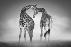 One, Africa series by Bjorn Persson Wildlife Photography